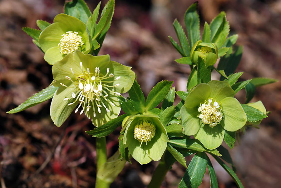 Helleborus viridis  / Elleboro verde